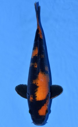 Hi Utsuri