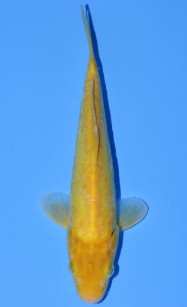 Kigoi