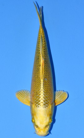 Mukashi Ogon