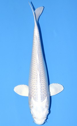 Platinum Ogon