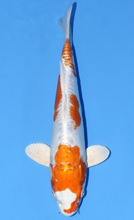 Kikusui