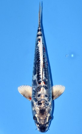 Kawarigoi