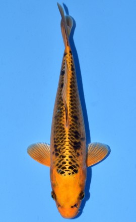 Kin Matsuba