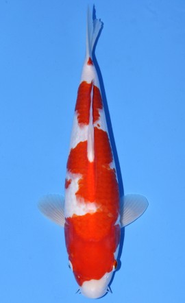 Kohaku