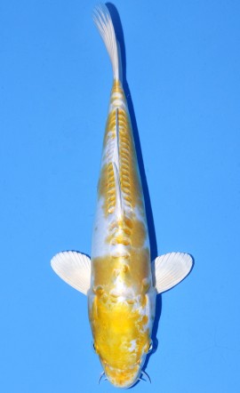 Hariwake