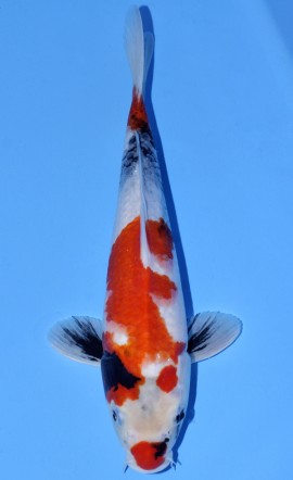Kindai Showa