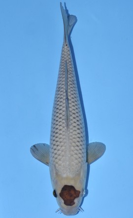 Tancho Ochiba