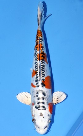 Kawarigoi