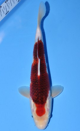Koromo