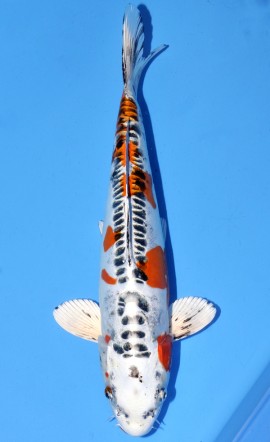 Kawarigoi
