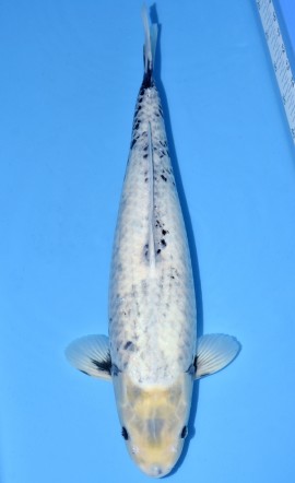 Matsukawabake