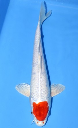 Tancho