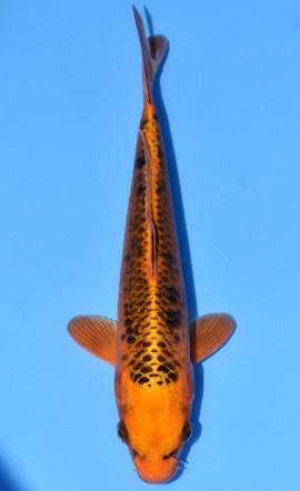 Matsuba