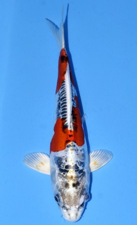 Kawarigoi