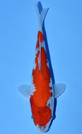 Goshiki