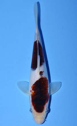 Koromo