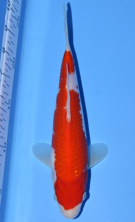 Kohaku