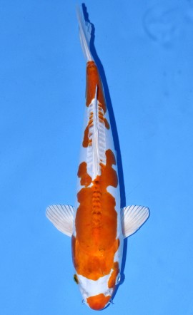 Kikusui