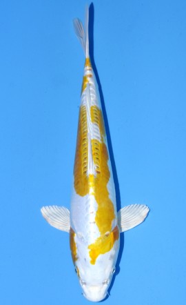 Hariwake