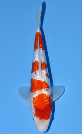 Ginrin Kohaku