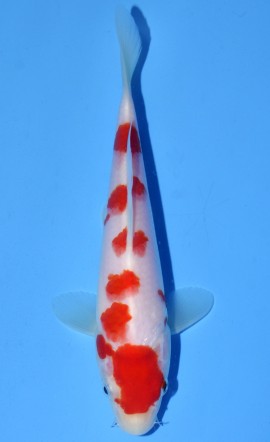 Kohaku
