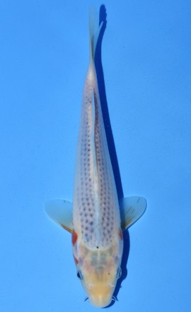 Asagi