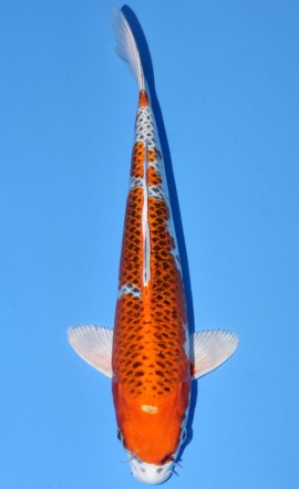 Kujaku