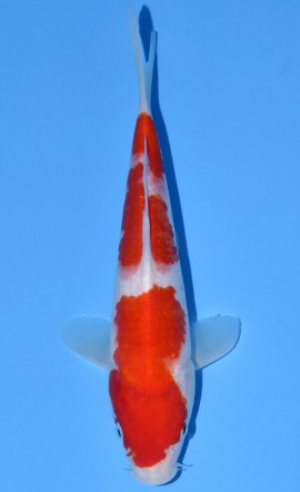 Kohaku