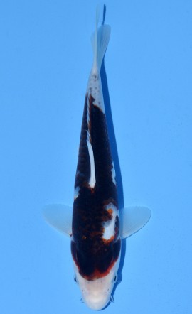 Koromo