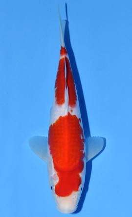 Kohaku