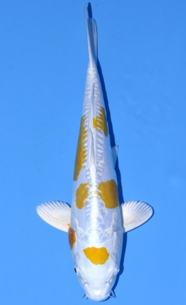Hariwake