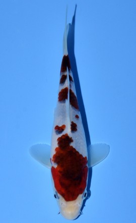 Koromo