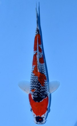 Goshiki