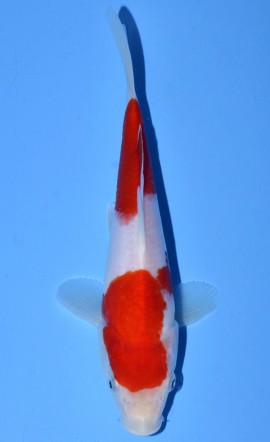 Nidan Kohaku