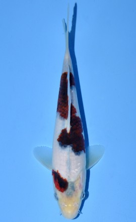 Koromo