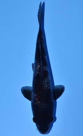 Dark Ochiba