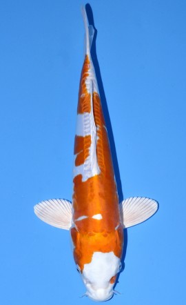 Kikusui