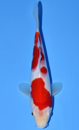 Kohaku