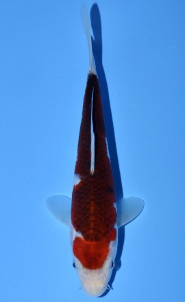 Koromo