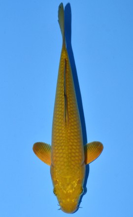 Chagoi