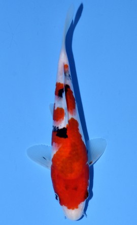 Tategoi Sanke