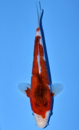 Koromo