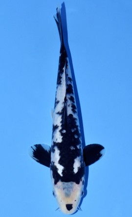 Matsukawabake