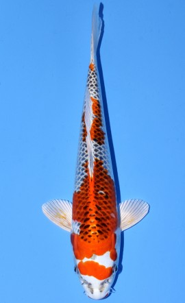 Kujaku