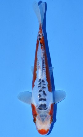 Hana Shusui