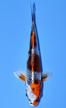 Kujaku