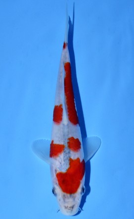 Goshiki