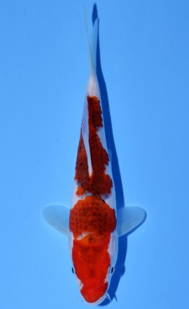 Koromo