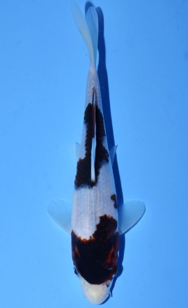 Budo Goromo