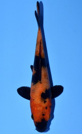 Hi Utsuri